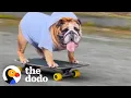 Bulldog Obsessed With His Skateboard Hates When His Parents Try To Take It Away From Him The Dodo