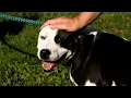 These Michigan Pups Have No Adoption Fee WCSX Pet Rescue Project October Update