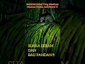 Download Lagu SUARA SERAM MAHKLUK DITENGAH MALAM #hiburan #animals #short #shortsvideo