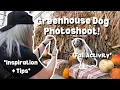 DIY Fall Photoshoot with your dog Greenhouse tips and tricks