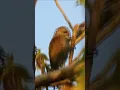 Download Lagu Pica-pau-pequeno.  #faunabrasileira #aves #birds #animals #wildlife #animaissilvestres #passaros