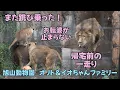 Download Lagu 旭山動物園　また跳び乗った　お転婆が止まらない　帰宅前の一走り　Orito \u0026 Io family　Lion family　Asahiyamazoo