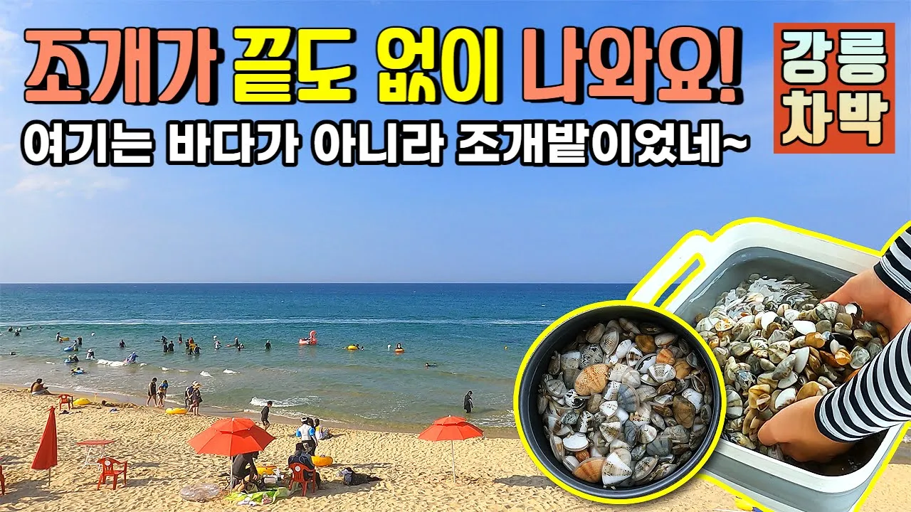 동해바다에 조개가 이렇게 많아요!! 사람들이 수영은 안하고 조개잡느라 정신없어요 /  소돌해변 / 강릉차박 / 주문진 / 조개잡이 / 아들바위공원 / 동해바다차박 / 바닷가차박 サムネイル