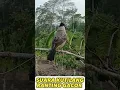 Download Lagu SUARA KUTILANG MUDA HUTAN