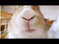 Try not to Laugh 12 insanely cute bunny gifs that will make you want to get one
