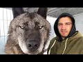 Download Lagu 15 Lobos Gigantes Que No Creerás Que Existen