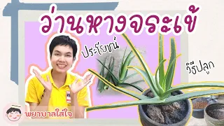 ว่านหางจระเข้ช่วยรักษาโรคในระบบทางเดินอาหารได้อย่างไร