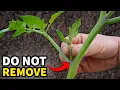 STOP REMOVING TOMATO SUCKERS It s Killing Your Tomato Plants
