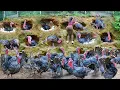 Download Lagu REWIND TIMALSPE --288 Days Harvest Many Turkey, Chickens, Ducks After 10 Month of Raising