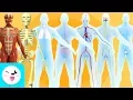 Download Lagu Human body organ systems for kids - Compilation