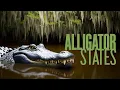 Top U S States With Massive Alligator Populations