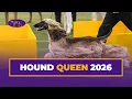 Zaida the Afghan Hound Wins the Hound Group Westminster Kennel Club 2026