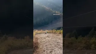 Hell Noo Shorts Funny Soralife Sora Sora2 