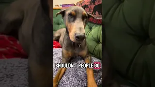 #Fyp #dream #doberman #pets #vlog