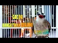 Download Lagu 1X PUTAR JOSS! trucukan GACOR AUTO RAMAI MERESPON EMOSI, trucukan gacor AHLINYA BANGKITKAN BIRAHI