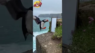 دهشة كبيرة البفن يقفز ويصرخ أمام المرآة 