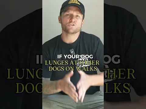 If Your Dog Lunges at Other Dogs, Start Here