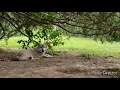 PETTING MEETING AND HOWLING WITH WOLVES AT HOWLING WOODS FARM THE SURPRISE