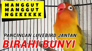 Download Pancingan Lovebird Jantan Birahi Bunyi MP3