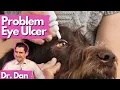 Dog Corneal Ulcer Not Healing Dr Dan explains why and how to fix