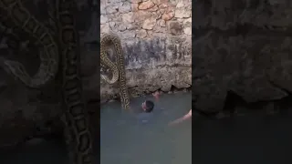 ثعابين ضخمه تطلب المساعده من البشر إن كنت تخشى الثعابين لا تشاهد المقطع 
