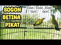 Download Lagu SOGON BETINA PIKAT GACOR AMPUH UNTUK PANCINGAN SOGON BAHAN AGAR CEPAT BUNYI 
