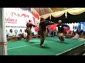 Download Lagu LOMBA TAYUB DAN MEMPERINGATI HARI JADI DESA PAGER KIDUL KE 105