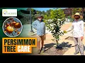 Persimmon Tree Care Lyle Center for Regenerative Studies Cal Poly Pomona