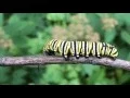 Life Cycle of the Monarch Butterfly