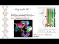 Multiple Sequence Alignment 1