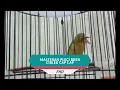 Download Lagu MASTERAN PLECI TEMBAKAN BREN CIBLEK CAP CAP KEKINIAN 2022||momota by FN COLONY JOGJA
