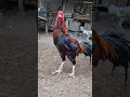 morning call, Rooster crowing sound || Suara ayam berkokok #rooster #aseel #aseelmurga