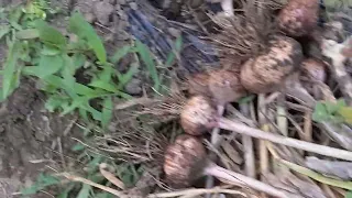 Harvested 2025 Big Garlic Lintv H 