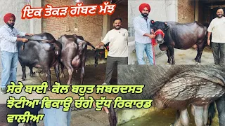 27 October 2026 ਫੋਨ 97819-47425 =6-7 ਝੋਟੀਆ ਵਿਕਾਊ ਬਿਲਕੁੱਲ ਤਾਜੀਆ ਸੂਈਆ ਸੋਹਣੀਆ ਸੁਨੱਖੀਆ ਦੁੱਧ ਆਲੀਆ