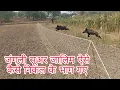Lagu सूअर जाले में से कैसे निकल भागते हैं#pig #video #viral #youtube