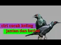 Download Lagu Cara membedakan burung cucak keling jantan dan betina
