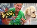 Budget Friendly Dog Grooming Shears are they Worthy