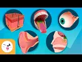 Senses for Kids - Taste Touch Sight Hearing and Smell