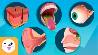 Download Senses for Kids - Taste, Touch, Sight, Hearing and Smell MP3