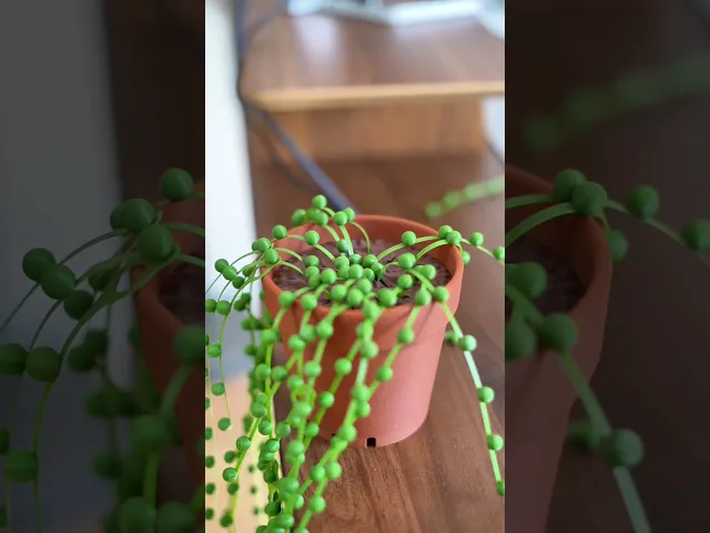 String of Pearls Cable Organizer - Cable Ties - Zip Tie - Plant 3D Print video thumbnail