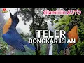 Lagu SUARA TLEDEKAN GUNUNG NYULING || Terapi air untuk tledekan gunung | pancingan tledekan gunung bahan