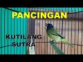 Suara Pedas kutilang Sutra GACOR , cocok untuk PANCINGAN Kutilang anda yang BISU TOTAL