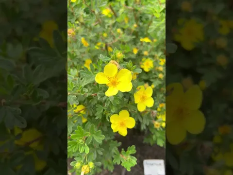 Small Yellow Potentilla Flowers on a Bush Outside