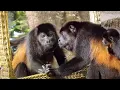 Download Lagu Animals Like Us - Animal Emotions