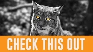 Baka Talks Works you Missed Updates About Graphic Design