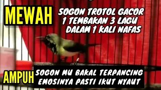 sogon trotol gacor bongkar isian mewah 1 tembakan 3 lagu 1 nafas