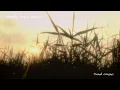 Download Lagu Flawed Mangoes - Melody From a Dream (Visualizer)