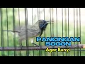 Download Lagu Terapi Koloni Sogon Agar Sogon Bahan Rajin Bunyi #sogon #sogongacor #terapisogon