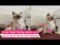 Download Lagu Lucu Banget! Marahnya kucing ini Malah Gemes saat di suruh Berexpresi Marah/kompilasi kucing Lucu