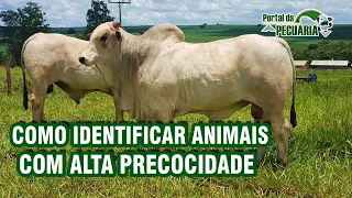 Como identificar animais com alta precocidade